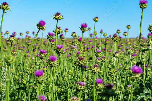 Thistle blooms in the field. the farmer grows a medicinal plant.