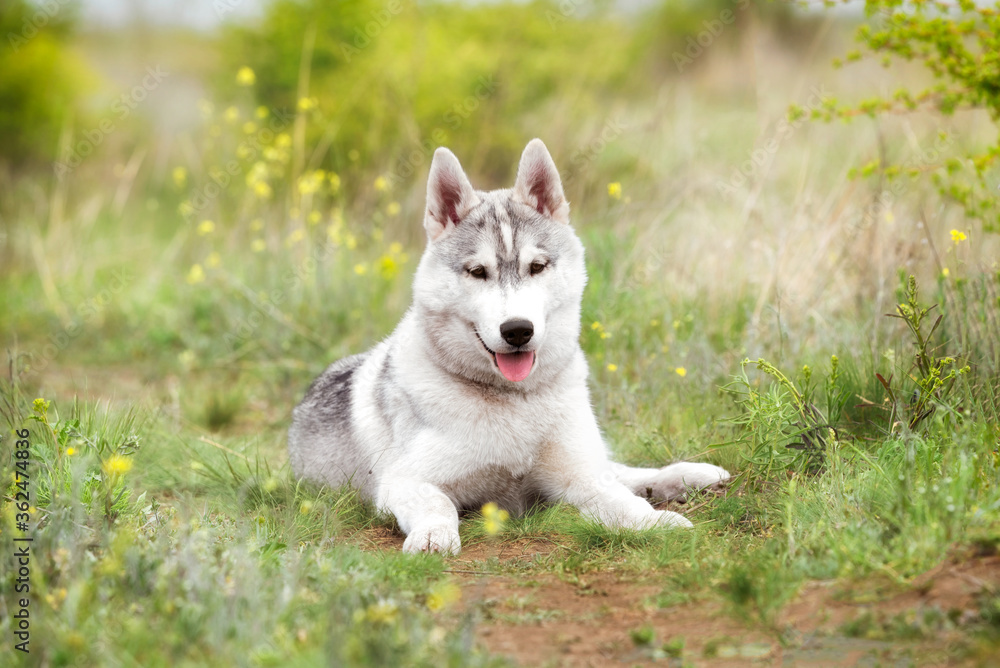 A young Siberian Husky is lying down at a pasture. The dog has grey and white fur; his eyes are brown. There is a lot of grass, and yellow flowers around him.
