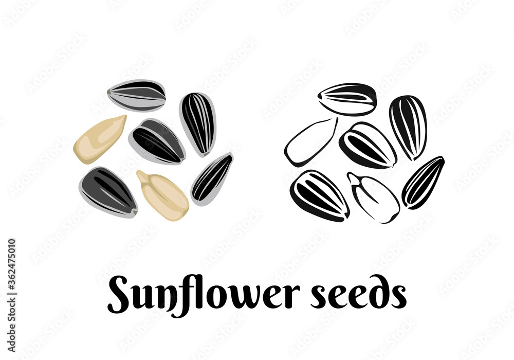 Sunflower seeds isolated on white background. Vector color illustration