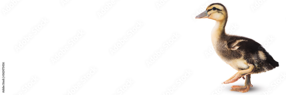 Duckling on a white background Duckling on a white background
