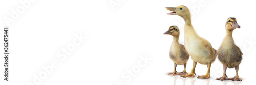Three duckling on a white background