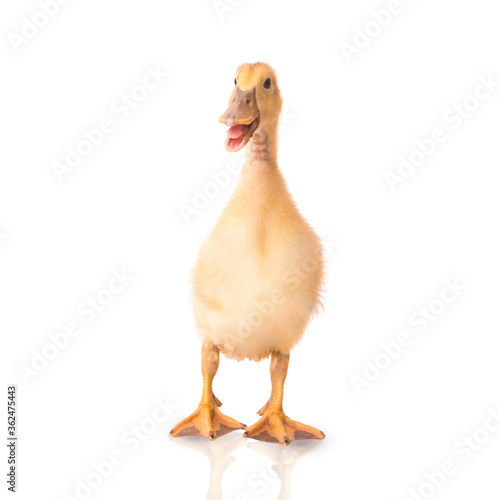 Duckling on a white background