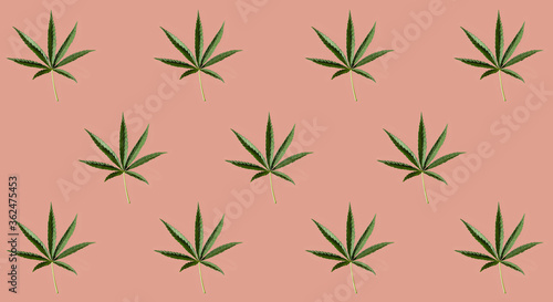 Pattern of green cannabis leaves on a pink background. CBD pattern