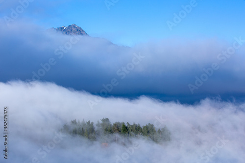 Misty landscape with fir forest of pine trees in New Zealand.