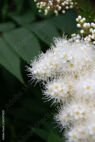 flowering mountain ash in the garden