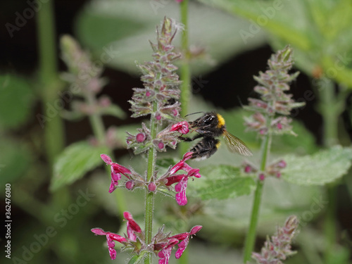 Obraz na płótnie Hummel auf Taubnessel