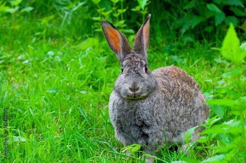 Big gray rabbit sits on the grass in the summer © Oleciniya