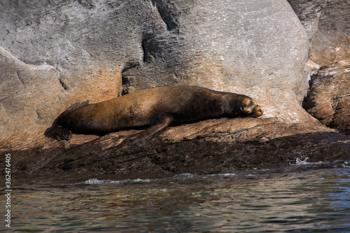 A giant sea lion sleeps on a rocky shore in the Sea of Cortez in Loreto, Mexico 