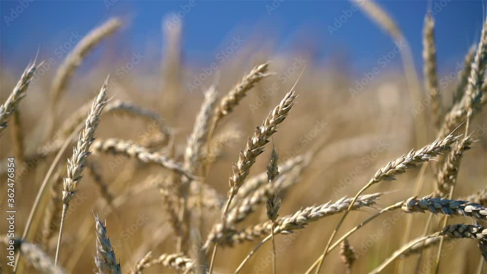 Close up of wheat ears on light wind at sunny day. Golden wheat field over blue sky at summer day. Close up of wheat ears on light wind at sunny day. Golden wheat field over blue sky at summer day.