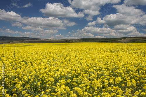 Yellow field of rapeseed   Brassica napus  and a blue sky with white clouds. Rapeseed is a plant for green energy and green industry. Landscape with a blooming rapeseed field and blue sky.