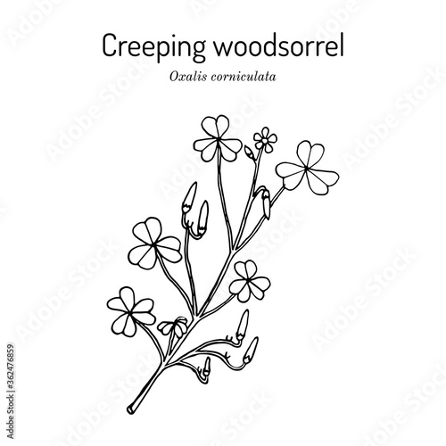 Creeping woodsorrel  Oxalis corniculata   medicinal plant