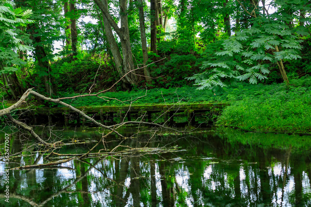 爽やかな森林　遊歩道