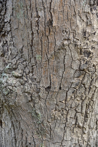 Pattern of bark of neem tree