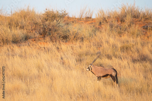 A Gemsbok in the Kalahari Desert