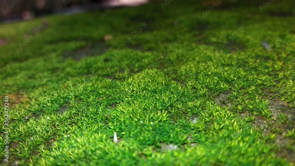 Naklejka premium green tiny grass 