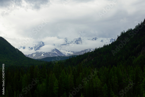 Snowy mountains in the summer. Mountain landscape on a background of green trees, fir trees