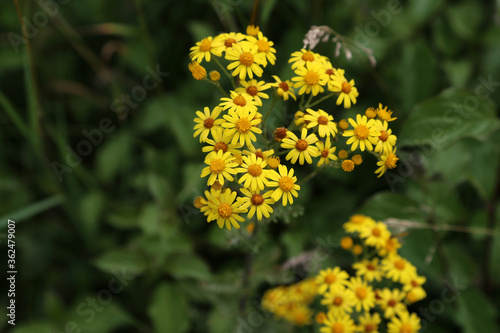 Wildflowers on a blurred green meadow background