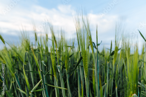 Young green wheat in the field against the blue sky and white clouds. Agricultural concept.