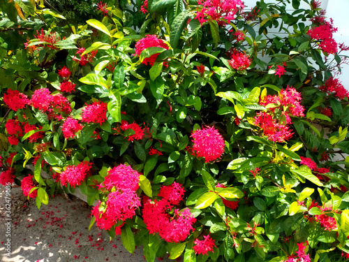 Red needle flowers on green leaves