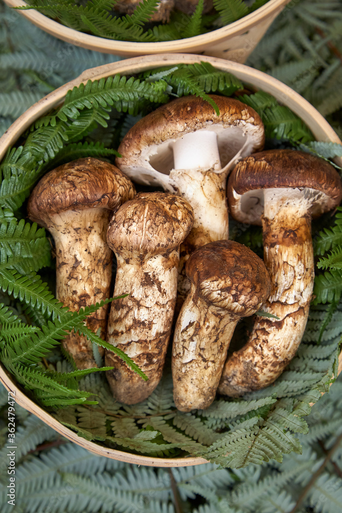 Domestic matsutake mushrooms served for sale at the Kyoto market. Kyoto. Japan Domestic matsutake mushrooms served for sale at the Kyoto market. Kyoto. Japan
