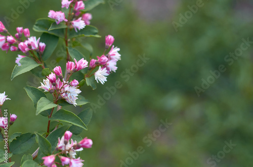 beautiful white and pink flowers on a branch with green leaves in the garden in summer