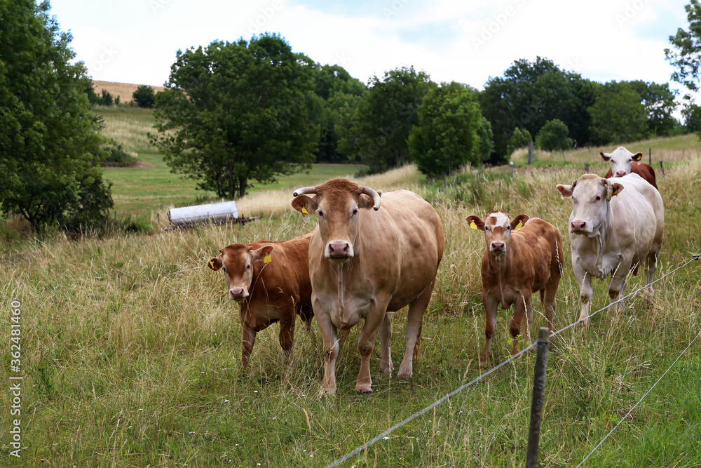 Herd of cows in the pasture in summer