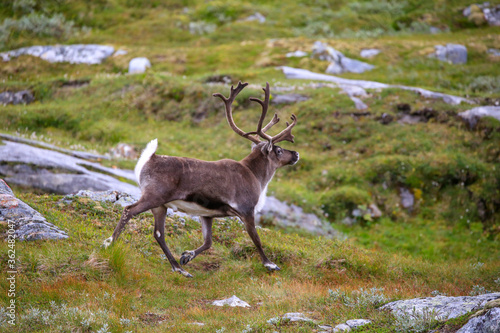 Reindeer on the mountain Seterfjellet in Velfjord, Northern Norway