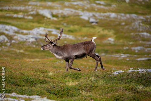 Fototapeta Naklejka Na Ścianę i Meble -  Reindeer on the mountain Seterfjellet in Velfjord, Northern Norway