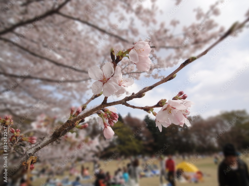 Fototapeta premium お花見ピクニック ー Cherry-blossom viewing