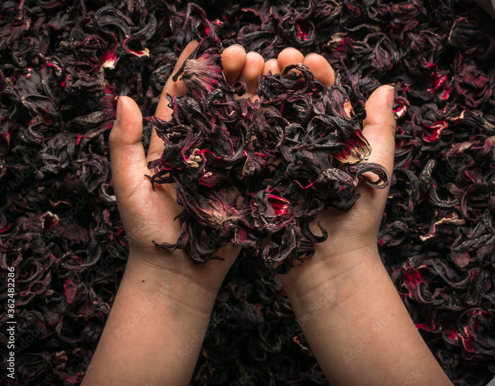 Manos sosteniendo la flor de jamaica seca, y estas se encuentran sobre