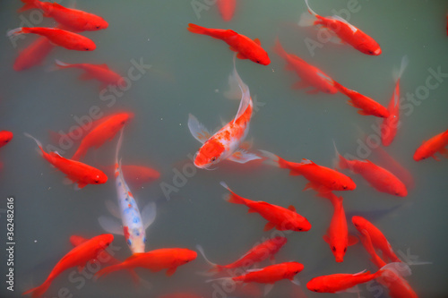 Red Koi roam freely in the pond