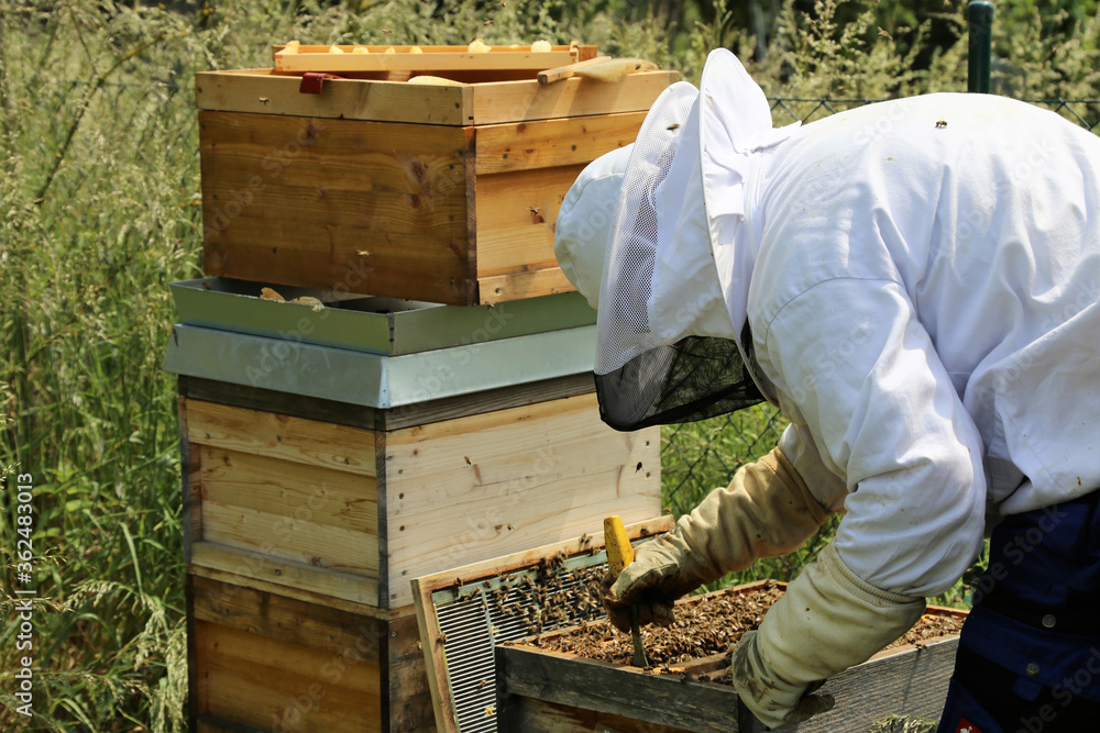 Imker arbeitet an seinem Bienenstock Imker arbeitet an seinem Bienenstock