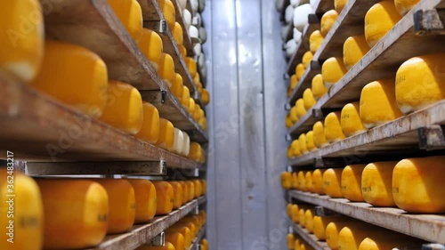 Cellar shelving with maturing hard cheese, food processing, in storage room