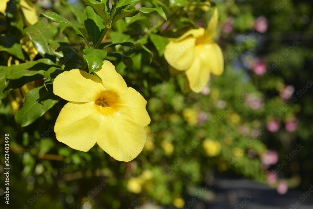 Fresh yellow flower in the morning with nature background Fresh yellow flower in the morning with nature background