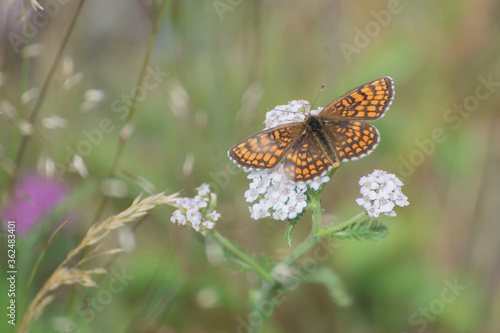A butterfly named  Melitaea phoebe  is the largest Melitaea of the old world
