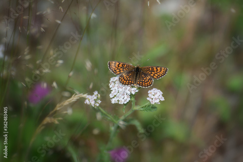 A butterfly named (Melitaea phoebe) is the largest Melitaea of the old world