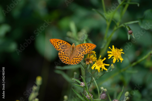 A butterfly named (Argynnis paphia) Beautiful colored butterfly from Swedish meadows and grassland. © Conny Sjostrom