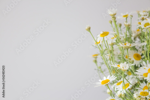  Chamomile for tea close-up with copy space. A bouquet of summer daisies for medical purposes, for health © Natali