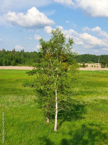 Panorama z wieży widokowej na rozlewiskach w okolicach Białowieży w Polsce 06/2020 photo