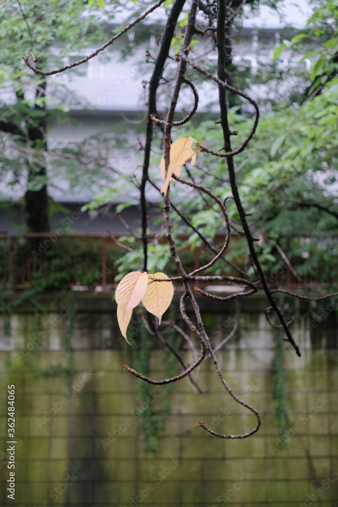 Naklejka premium 黄色い葉