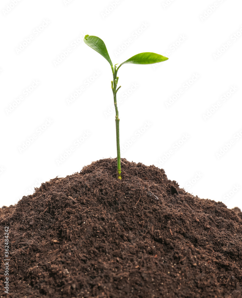 Heap of soil and plant on white background Heap of soil and plant on white background