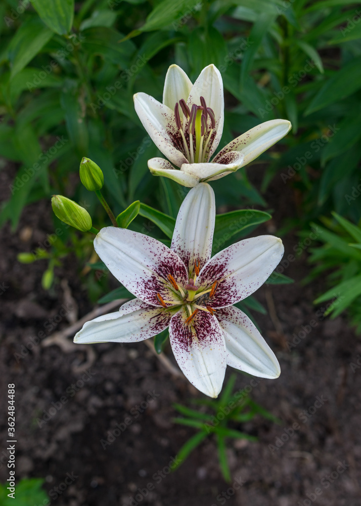 a fragment of a white lily flower on a blurred background, summer garden a fragment of a white lily flower on a blurred background, summer garden
