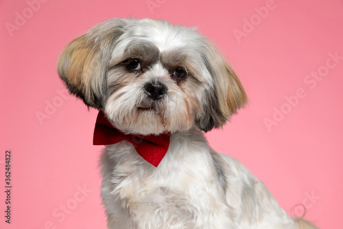 adorable shih tzu dog wearing red bowtie