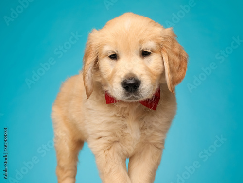 adorable labrador retriever dog wearing red bowtie