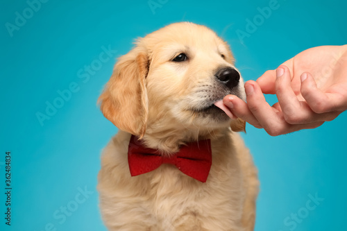 adorable labrador retriever puppy licking hand