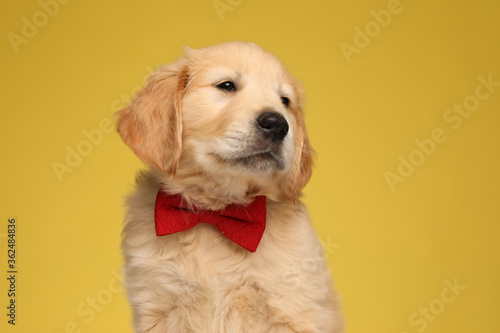 adorable labrador retriever dog wearing red bowtie