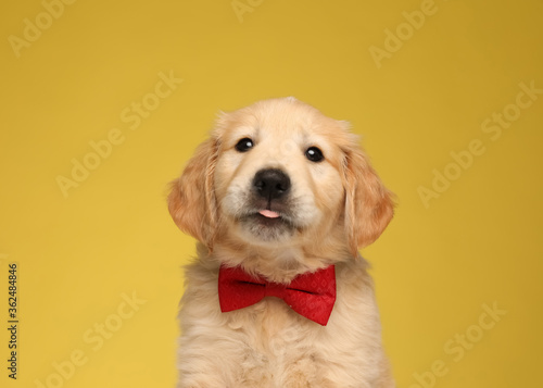 cute labrador retriever dog wearing bowtie and panting