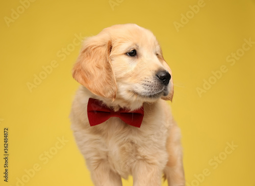 elegant labrador retriever pup wearing bowtie and looking to side