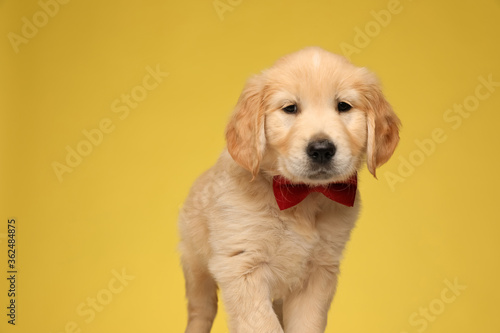 cute golden retriever dog wearing red bowtie