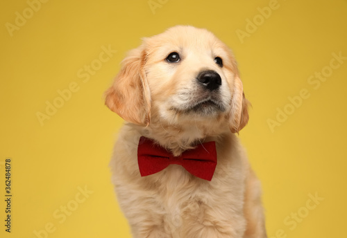 cute labrador retriever puppy wearing red bowtie